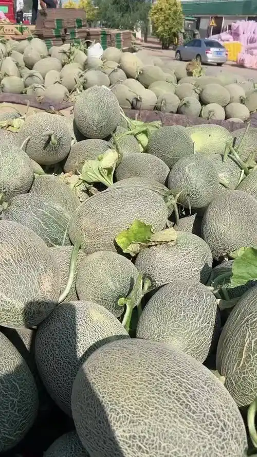 新疆和田黄金蜜25产地行情