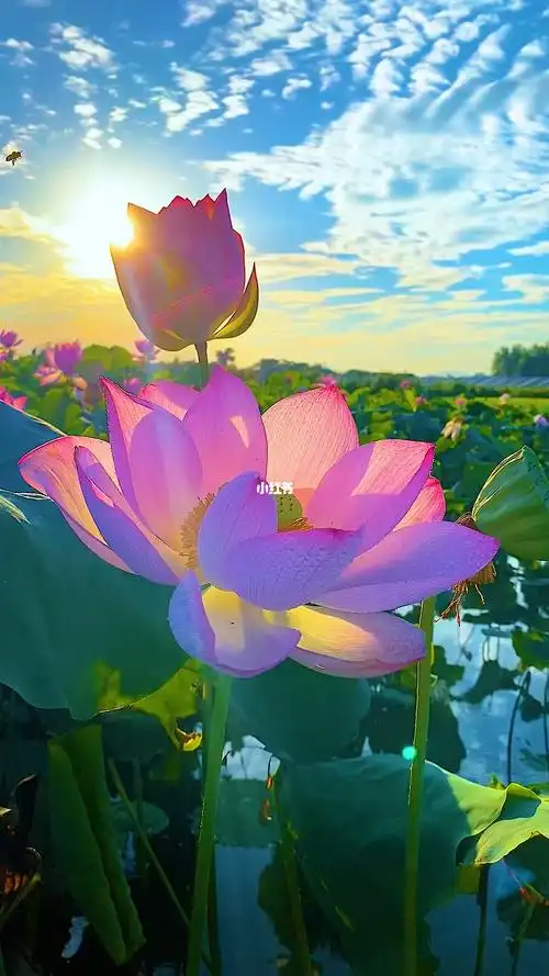 既然在别人的世界里微不足道 何不在自己的_荷花_日出_生活记录_日常