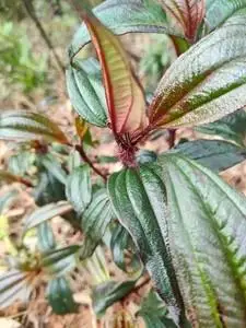 001人付款淘宝广西大山中草药材红毛稔 大毛捻毛菍 现