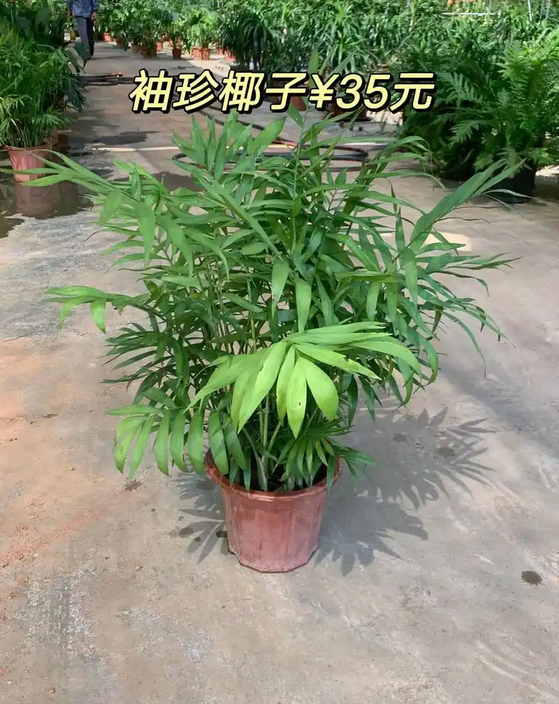 能摆放在桌面的热带植物袖珍椰子¥35元.光照:袖珍椰子喜欢明 - 抖