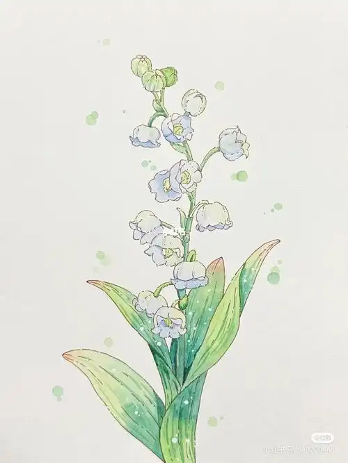 水彩铃兰花3
