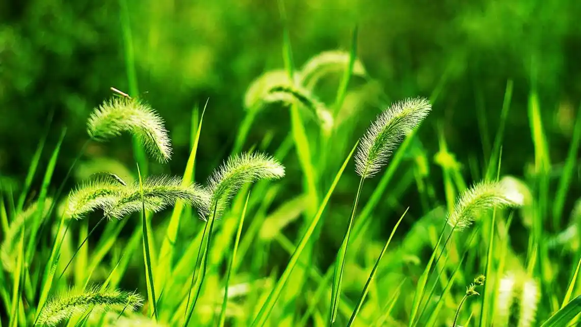 狗尾巴草图片大全大图216