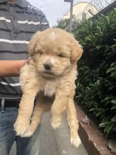 泰迪田园串小奶狗找领养