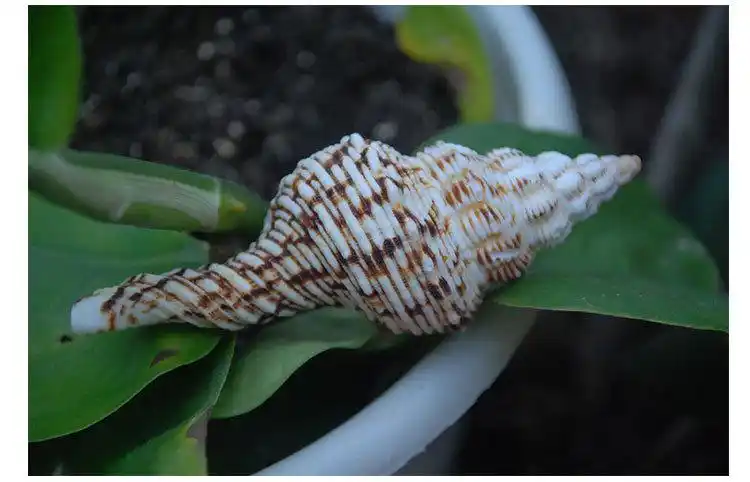 花斑长旋螺天然海螺贝壳寄居蟹专用壳长号螺鱼缸水族造景家居装饰