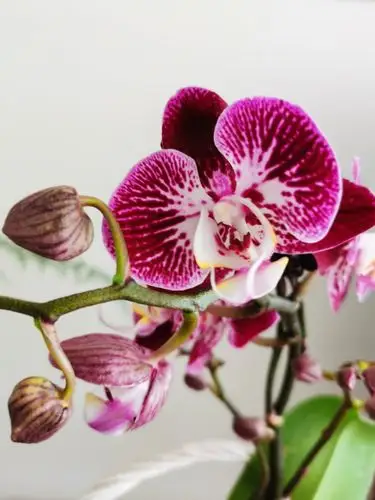 我最喜欢蝴蝶兰,因为蝴蝶兰的花瓣就像一只只美丽的蝴蝶在飞舞,所以