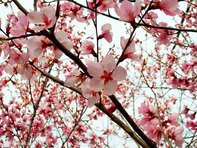 江油青莲桃花节写真