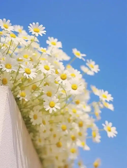 微风中轻舞的小雏菊天空中都充满诗意