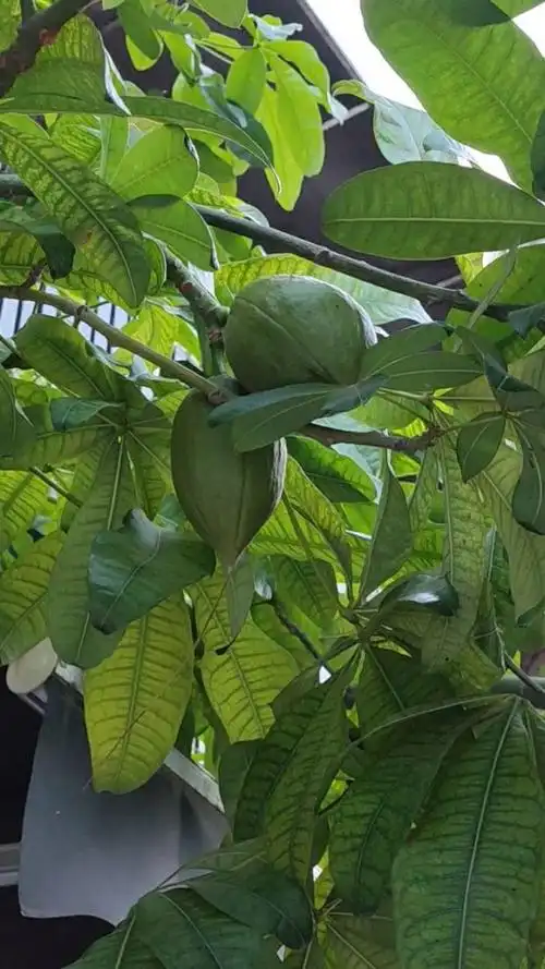 发财树上结的果=发财果