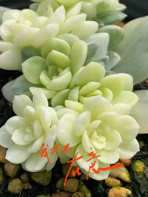 汀克贝尔锦也叫粉布偶锦,不同的名字,同样的颜值#澳洲玩多肉吧