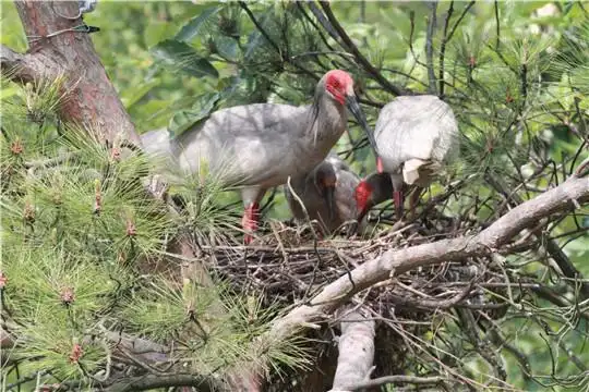 18只"国宝"朱鹮大别山再放飞