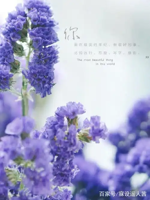 勿忘我花语"永恒的爱",它适合送什么人呢?