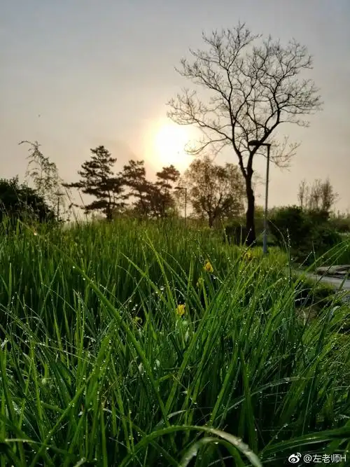 雨后温润的清晨,晶莹剔透的露珠挂满草间枝头