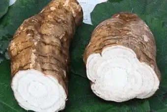 根茎类中药:葛根 - 中草药材 - 娃嘻嘻生活常识