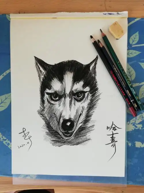 习画290狗961哈士奇素描铅笔炭素铅笔