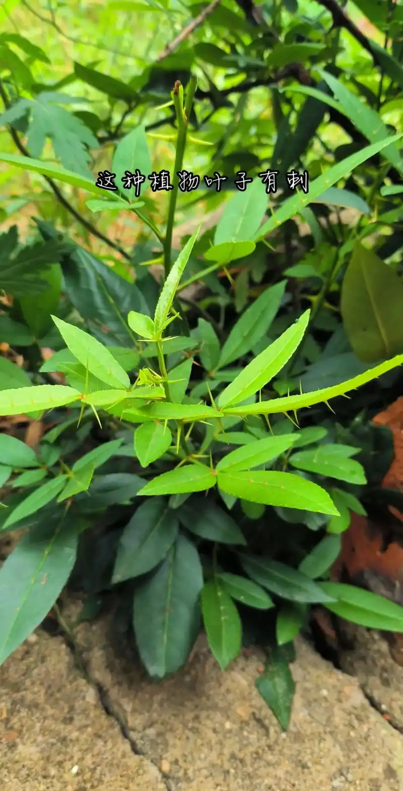 这种植物叶子有刺