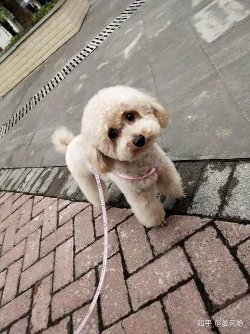 有没有人养香槟色泰迪? - 知乎