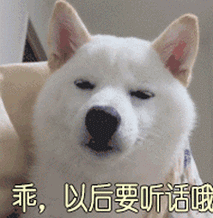 乖gif乖以后要听话哦gif乖乖gif