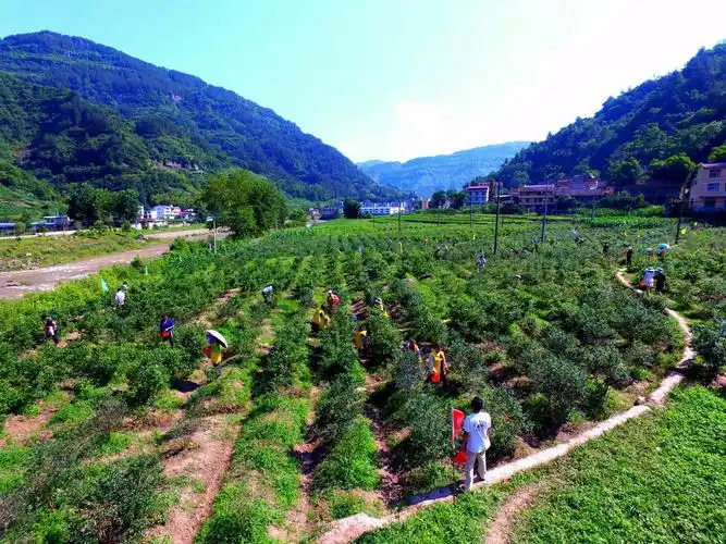 建南采摘尝鲜何处去?美味蓝不住,建新蓝莓采摘园欢迎您!联系电话:13