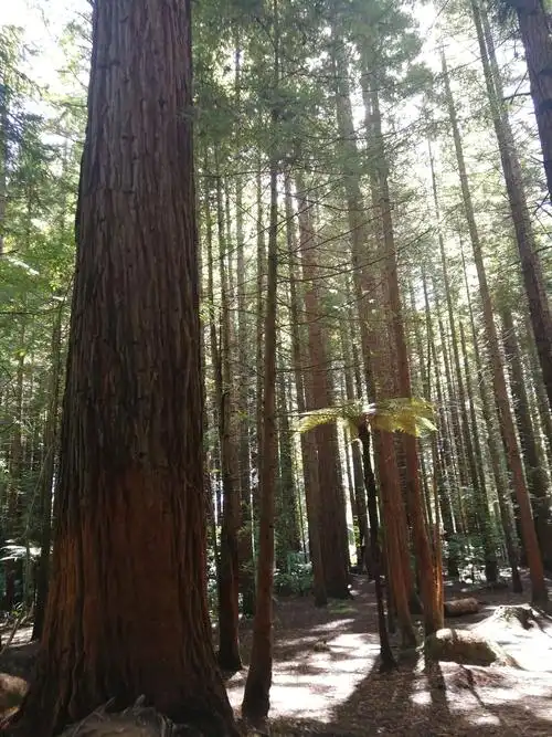 顶天立地,笔直粗壮的美国红杉.
