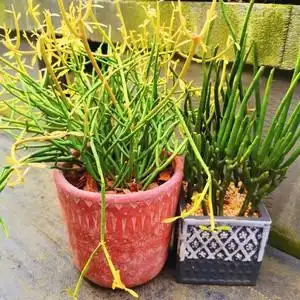 红珊瑚光棍树仙女棒多肉办公室室内绿植珊瑚棒盆栽植物膨珊瑚棒