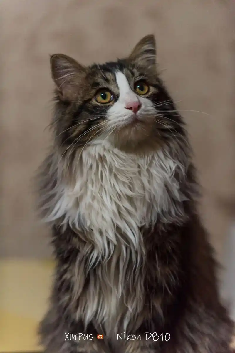 黄猫不是加肥 灰猫不是缅因 我是说"喜欢能赢万