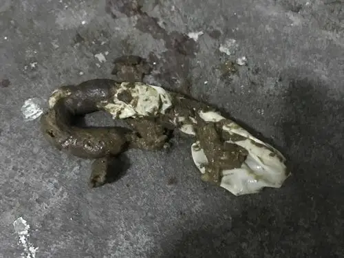 小狗大便里有白色像塑料的东西是什么原因?