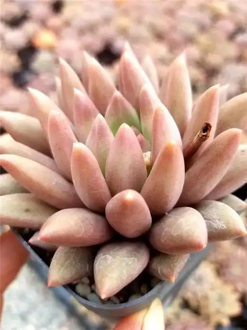 156多肉植物组合大棚批发 状态红蜻蜓盆7cm多肉品种裸根发