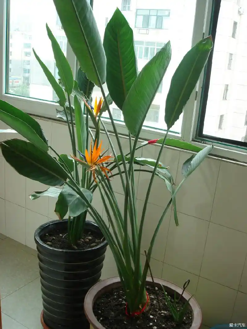 鹤望兰吉祥之鸟