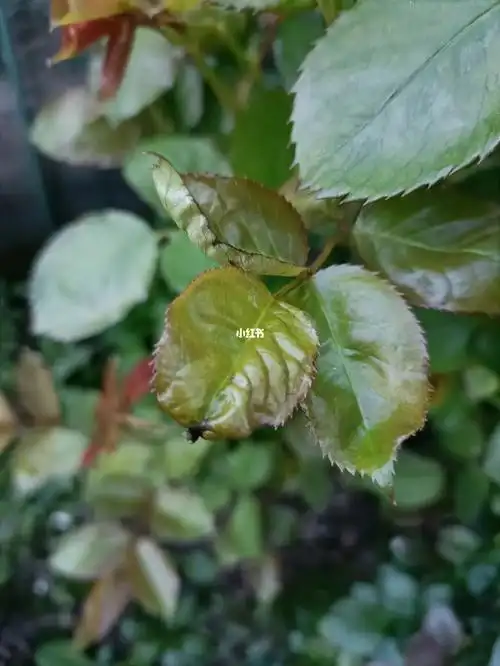 这是烧苗了吗#月季