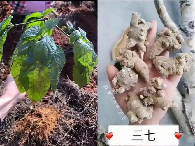 野挖的,自己种的都有,土三七伤肝的啊,叶子 根茎 颜色,味道跟三七