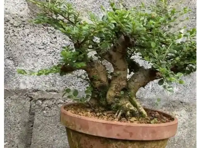 白花荀子盆景的养殖方法