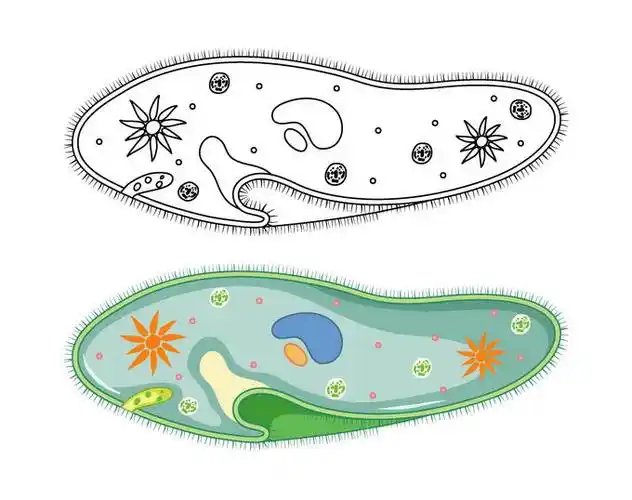 彩绘和线条手绘风格草履虫单细胞原生动物微生物7131736png免抠图片