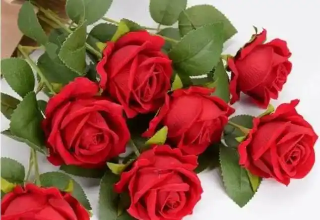 玫瑰花的施肥方法,玫瑰什么时候种植_土壤_肥料_开花