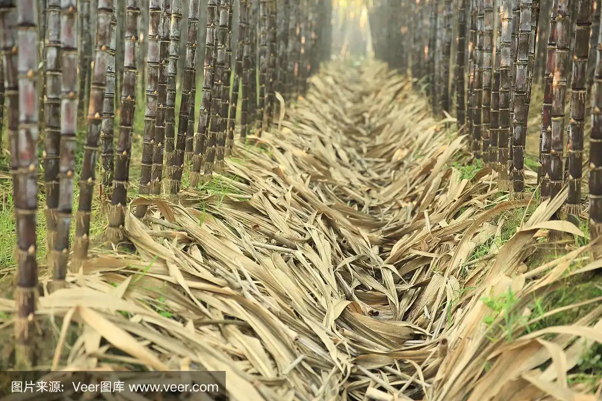甘蔗在田间种植