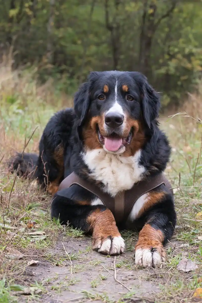 它们起源于瑞士的阿尔卑斯山区,是一种非常大型,强壮而友善的狗.