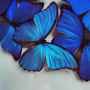 蝴蝶仙子蝴蝶翅膀标本diy大蓝闪蝶欢乐女神蝶翅画学生手工原材料