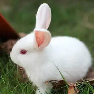 活体小白兔公主兔垂耳兔熊猫兔侏儒兔小兔子活体宠物兔 小白