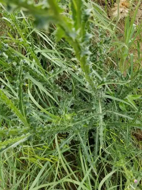 农村山上容易混淆的两种带刺野草咱们共同认一认