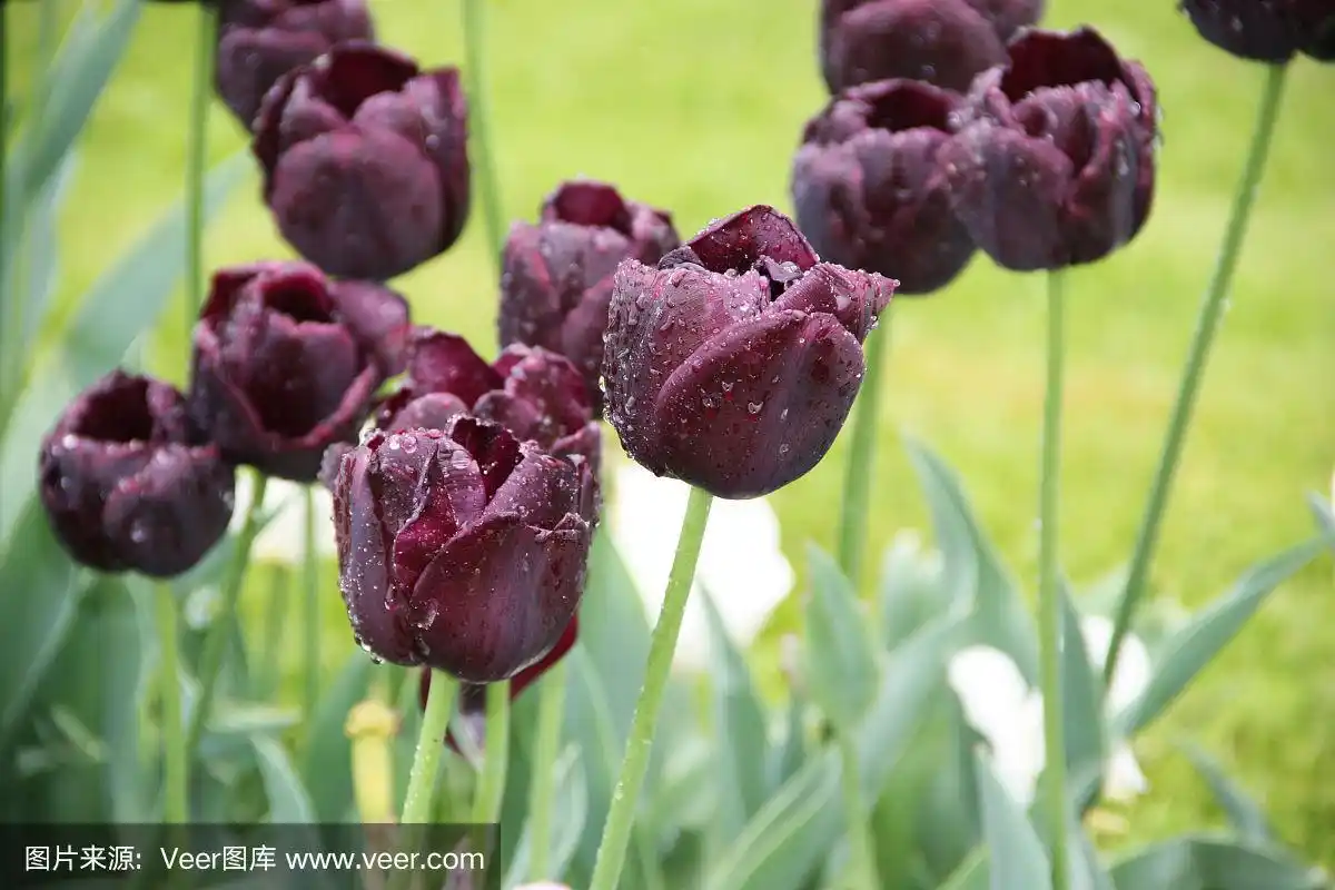 雨后的黑色郁金香