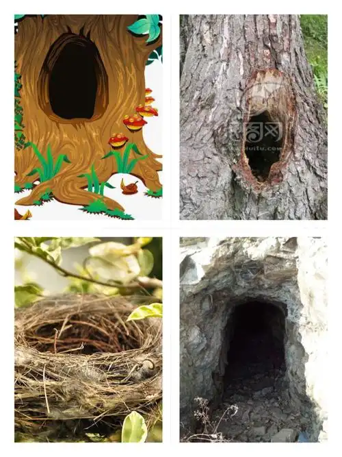 动物朋友的房子