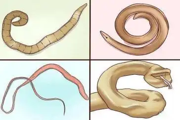 睢县疾控铲屎官们看过来人兽共患的弓形虫病你了解吗