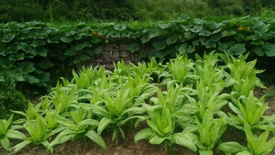 苦荬菜,清热解毒.菊科,菊苣族,苦荬菜属.