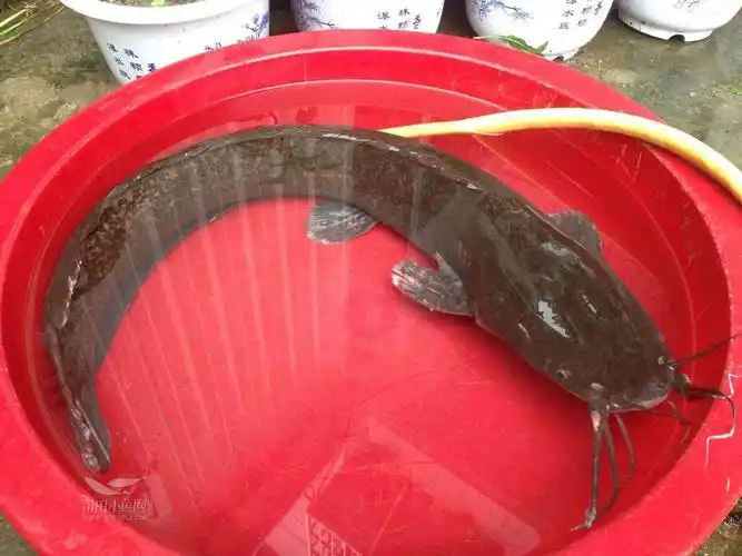 [原创] 钓到大型巨物 鲶鱼