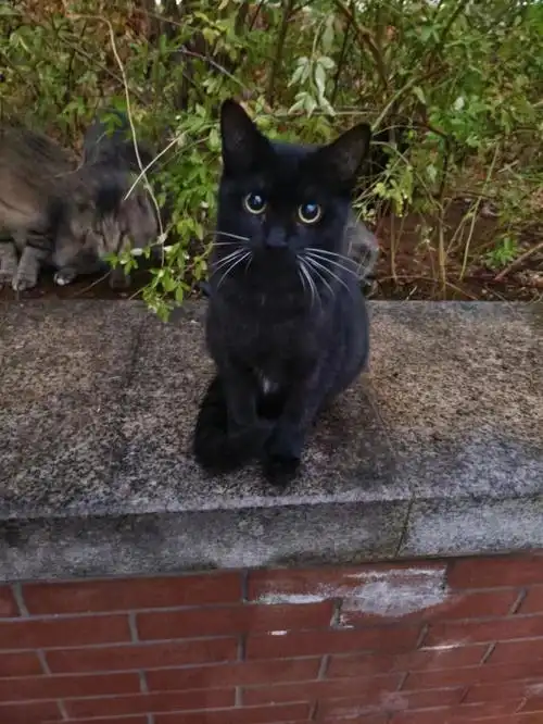 有意可戳我或湖大猫协@hnu喵汪领养条件在p3#新手养猫  #领养  #黑猫