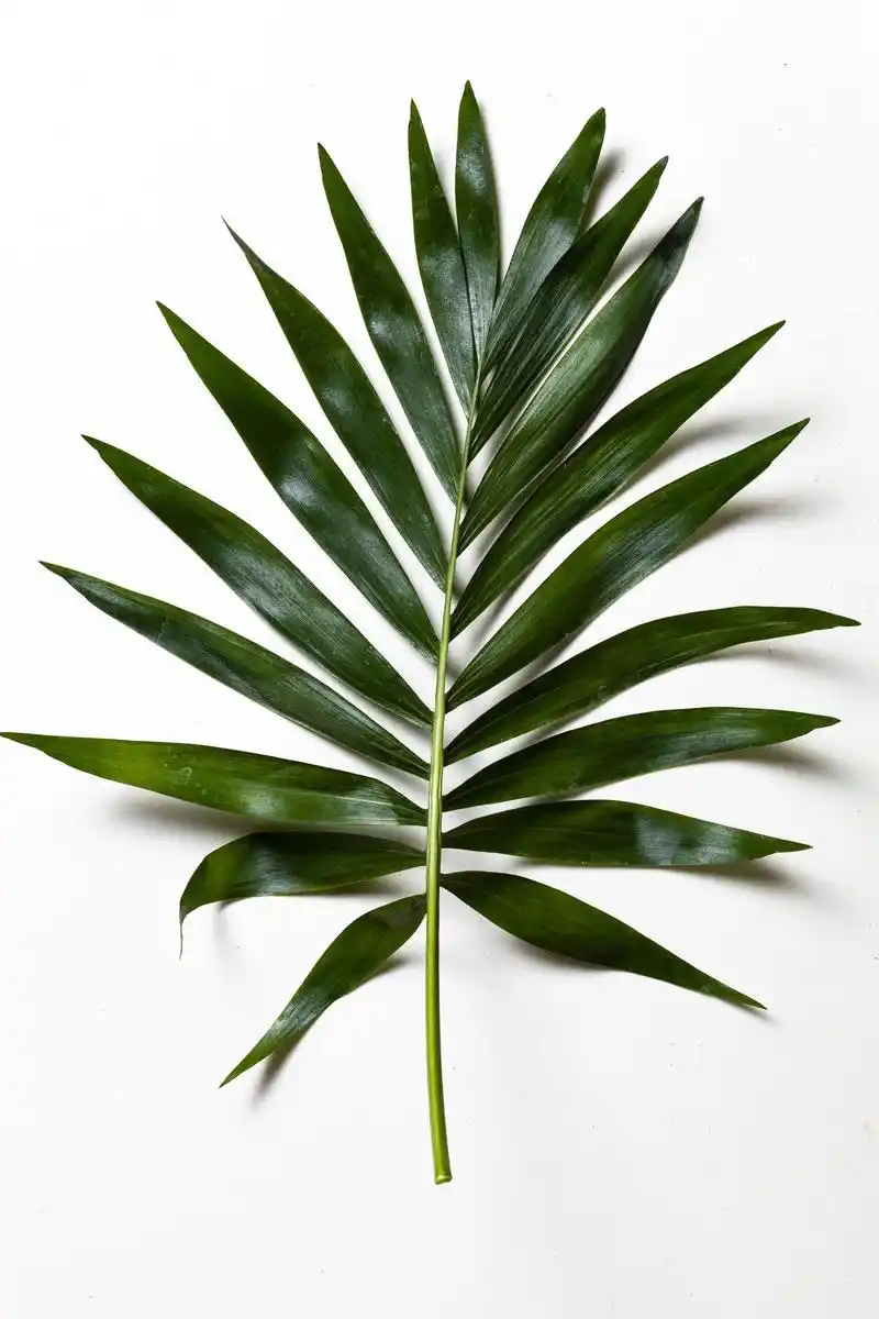 图片素材70幅关于春天的绿色叶子图片