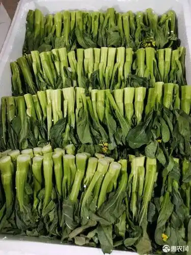 甜菜心 精品宁夏菜心