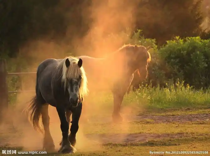 二匹马图片