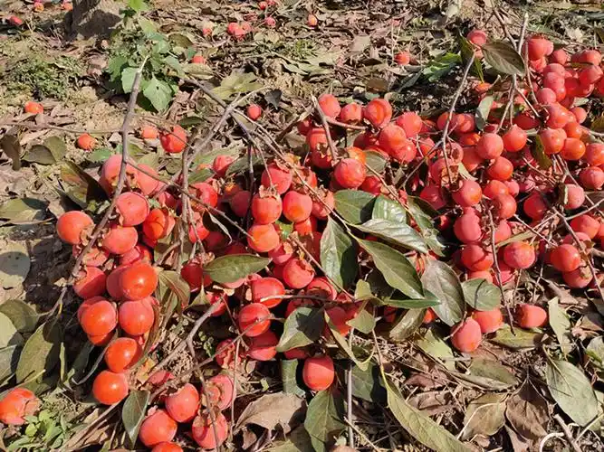 源外 临潼特产火罐柿子小柿子野生甜柿子新鲜水果小蜜柿 2.
