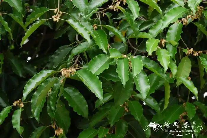 牛乳树mimusopselengi