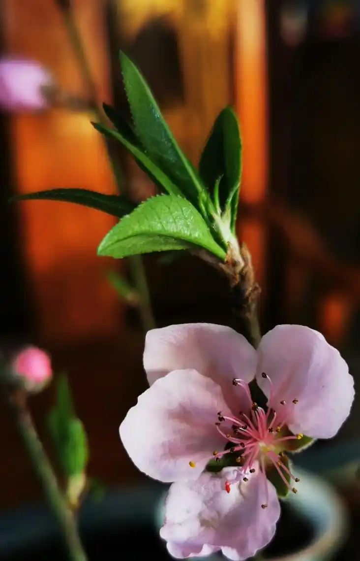 桃花离瓣花盼春